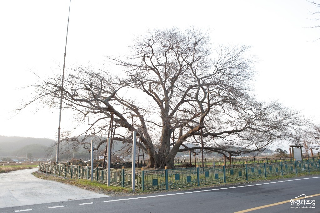 천년나무 후보-푸조나무(강진 사당리).JPG
