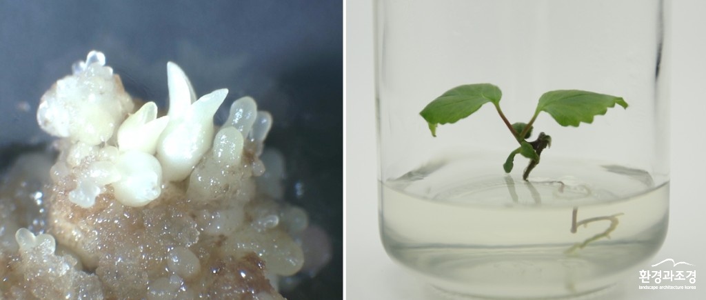 배암나무 캘러스(세포)에서 체세포배(인공씨앗)과 실험실에서 증식중임 배암나무 보도.jpg