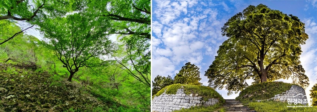 정읍 내장산 단풍나무와 가림성 느티나무.jpg