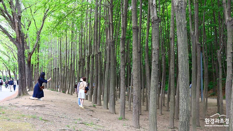 서울숲 은행나무.jpg