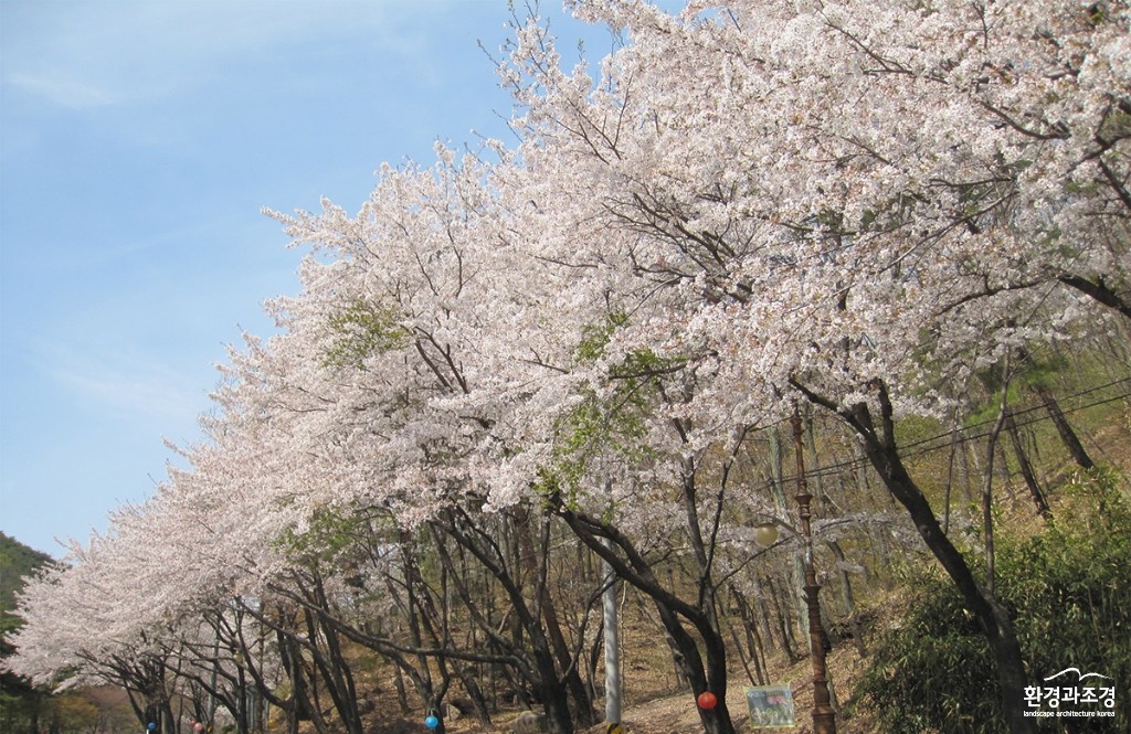 벚나무1.jpg