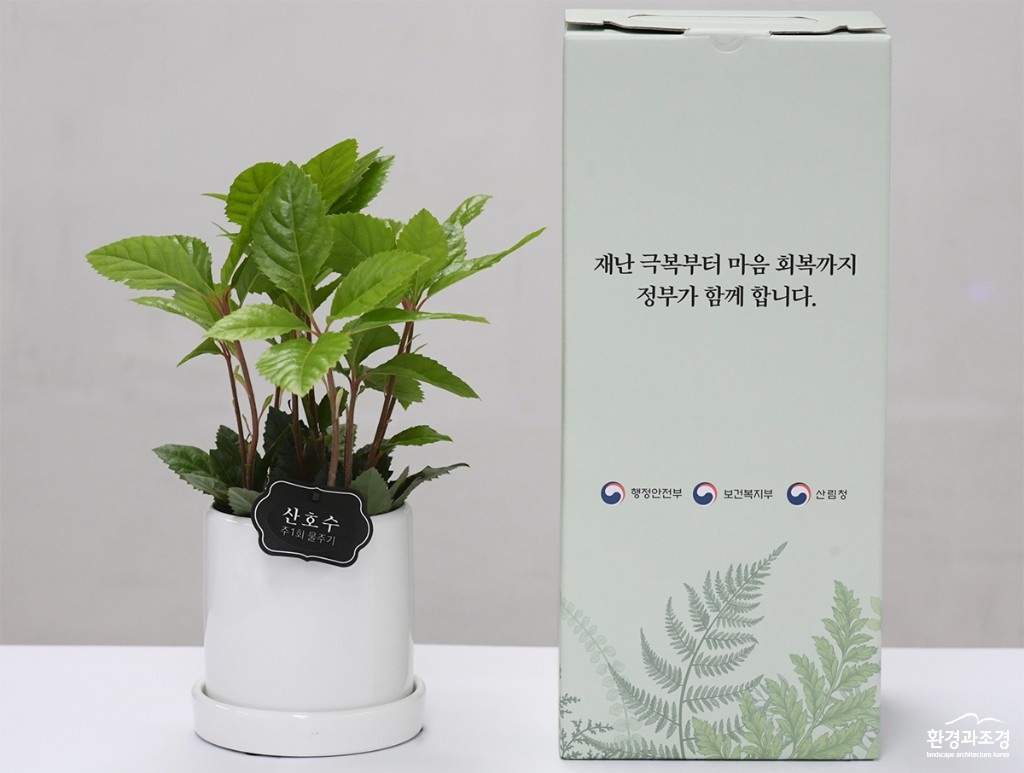산호수1.jpg