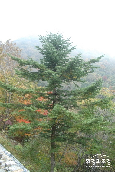 분비나무.jpg