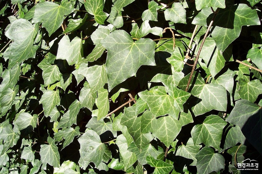 아이비(httpsko.wikipedia.orgwiki%EC%95%84%EC%9D%B4%EB%B9%84.jpg