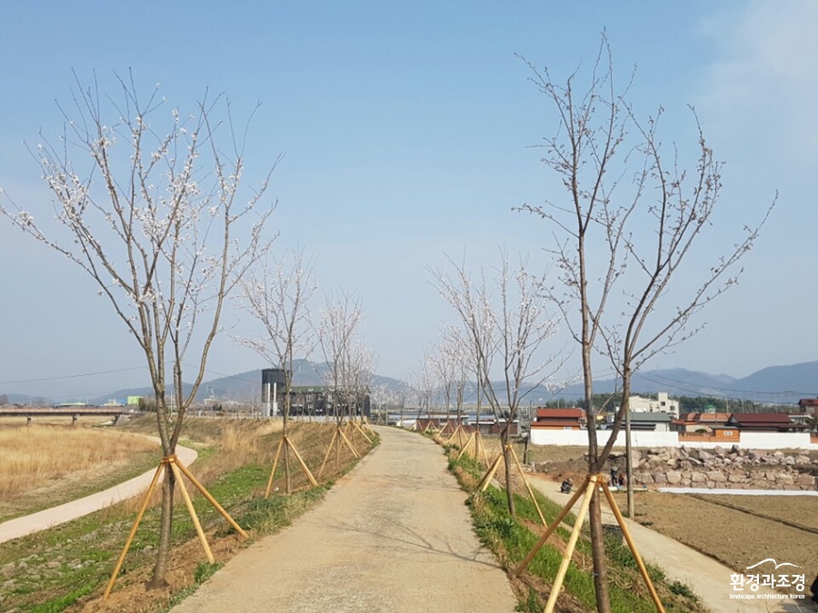 이사천길 벚나무 식재.jpg