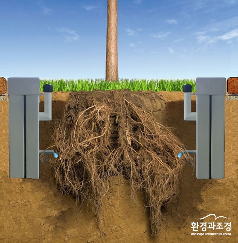 수원시 가로수, 가뭄에도 튼튼하게 자란다.jpg
