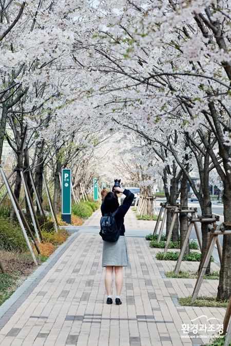1.이른 봄 축제 왕벚나무 길 - 반포 래미안 퍼스티지(2009년 7월 준공).jpg