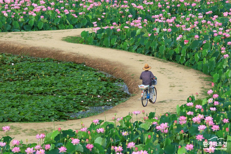 01.대상_박재형(연꽃길사이로)-업로드용.jpg