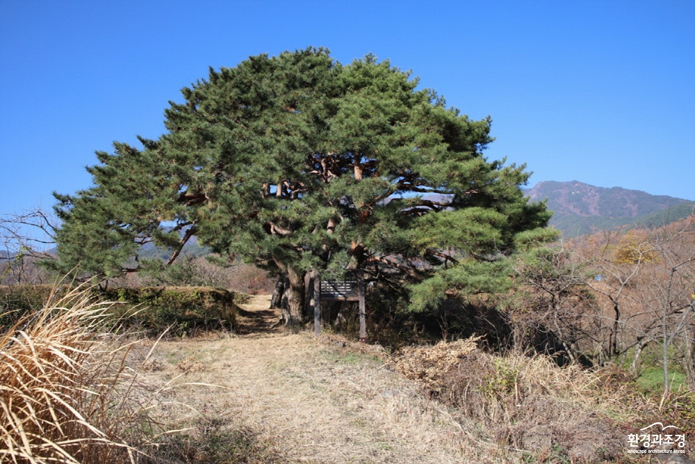 사진4. 하동 악양 십일천송.jpg