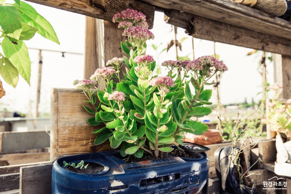 urban-gardening-1679950_1920.jpg