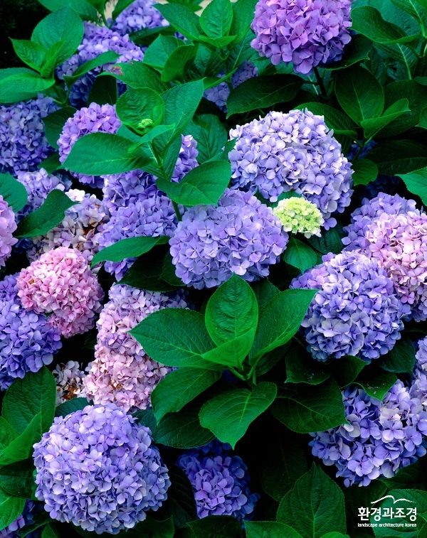 1560324605_2_w600h1.jpg