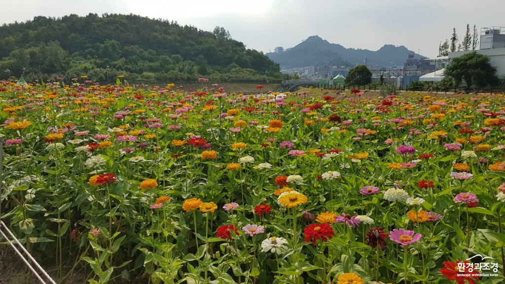 2-3. 전설의 섬 목포 삼학도, 꽃섬으로 다시 피어난다 (삼학도에 백일홍 만개한 모습).jpg