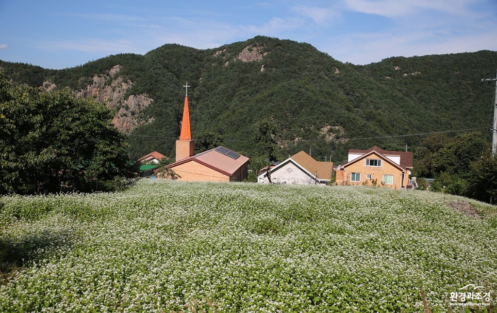구병마을 메밀꽃전경 보도.jpg