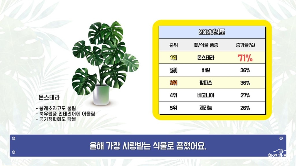 몬스테라 보도.jpg