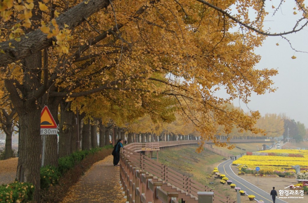 아산시 은행나무길 보도.jpg