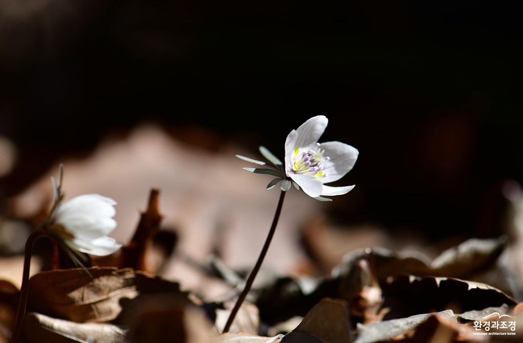 변산바람새꽃 보도.jpg
