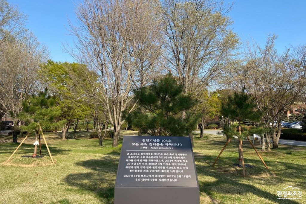 보도 연암대학교 캠퍼스 본관 앞에 식재된 정이품송 후계목.jpg