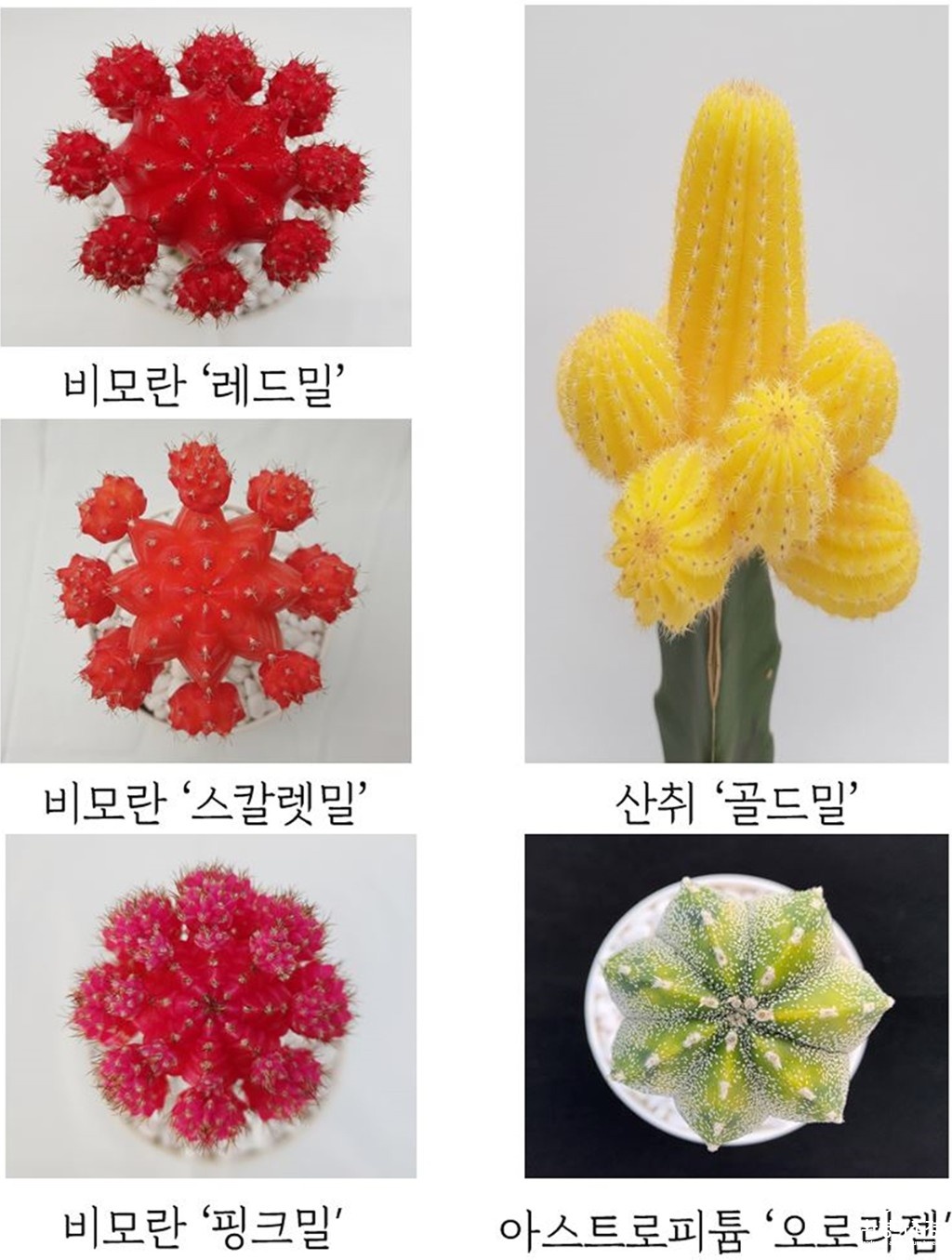 접목선인장+신품종 보도.jpg
