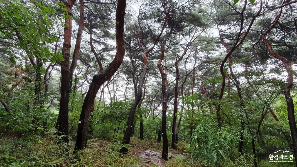 서울 남산 소나무림 보도.jpg