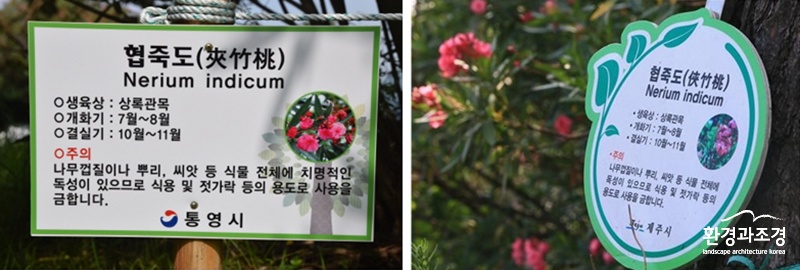 보도 협죽도.jpg