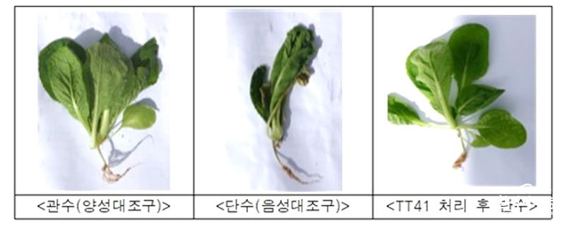 가뭄 스트레스 후 배추의 생육모습.jpg