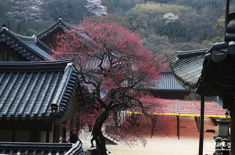 ㅂㄷ 으뜸숲(3월 구례 화엄사 홍매화).jpg