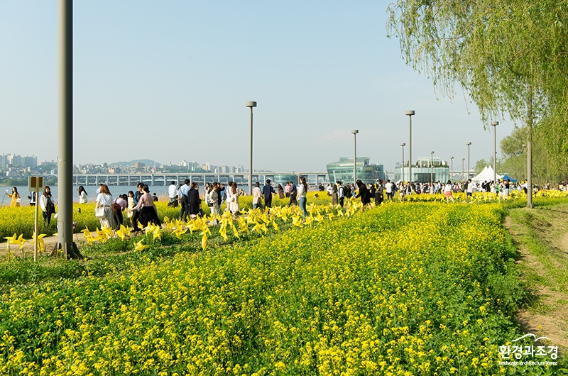 반포 서래섬 유채꽃 밭 (사진=서울시 제공).jpg