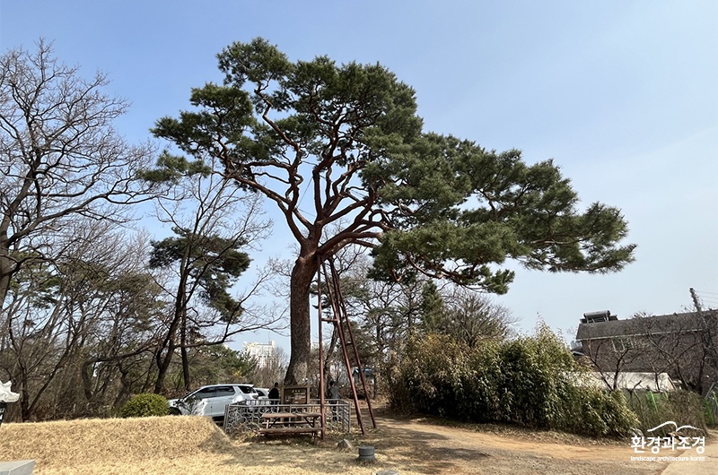 보호수.jpg