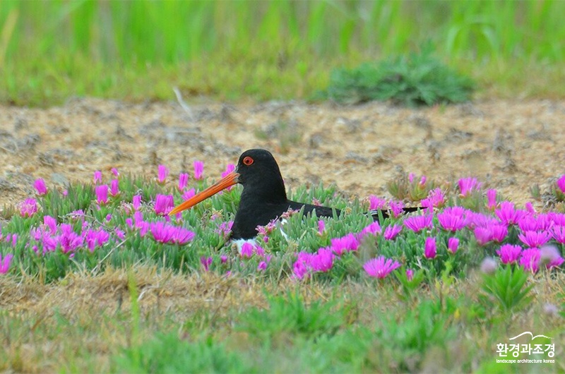 ㅂㄷ 준설토투기장 주변지역에서 포란 중인 검은머리물떼새.jpg