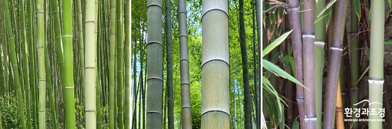 왕대-맹종죽-오죽.jpg