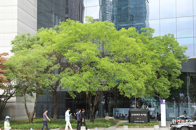 회화나무-코엑스.jpg