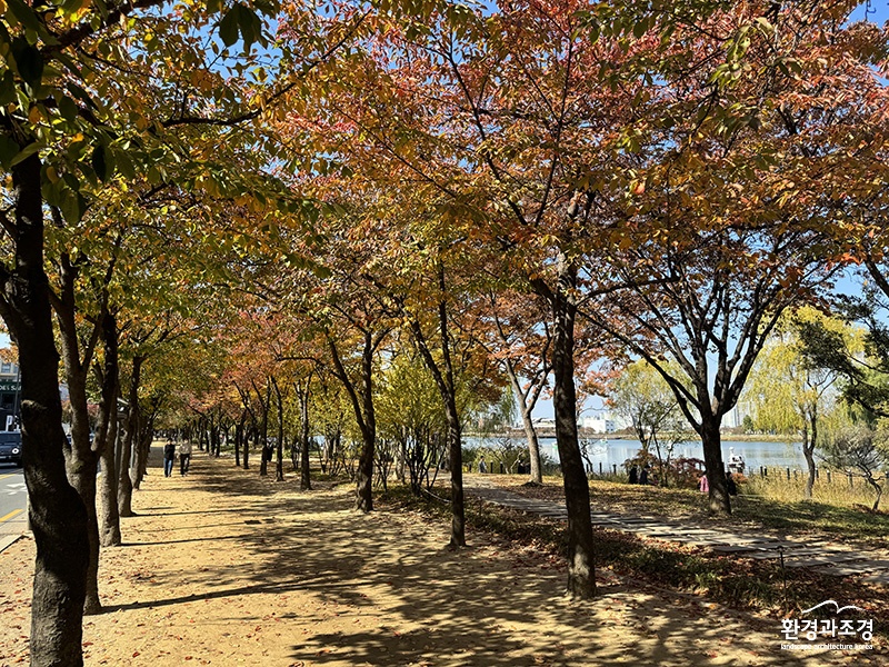 대구 수성못 단풍나무 가로수길.jpg