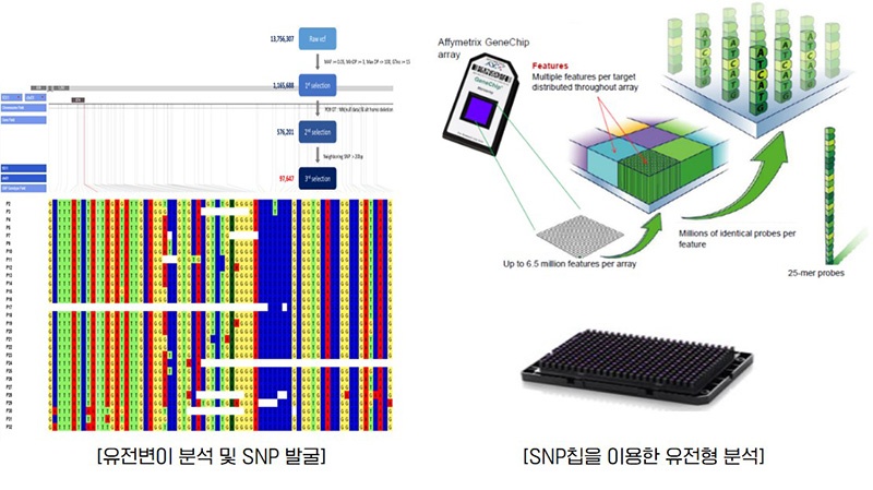 소나무 SNP칩 개발.jpg