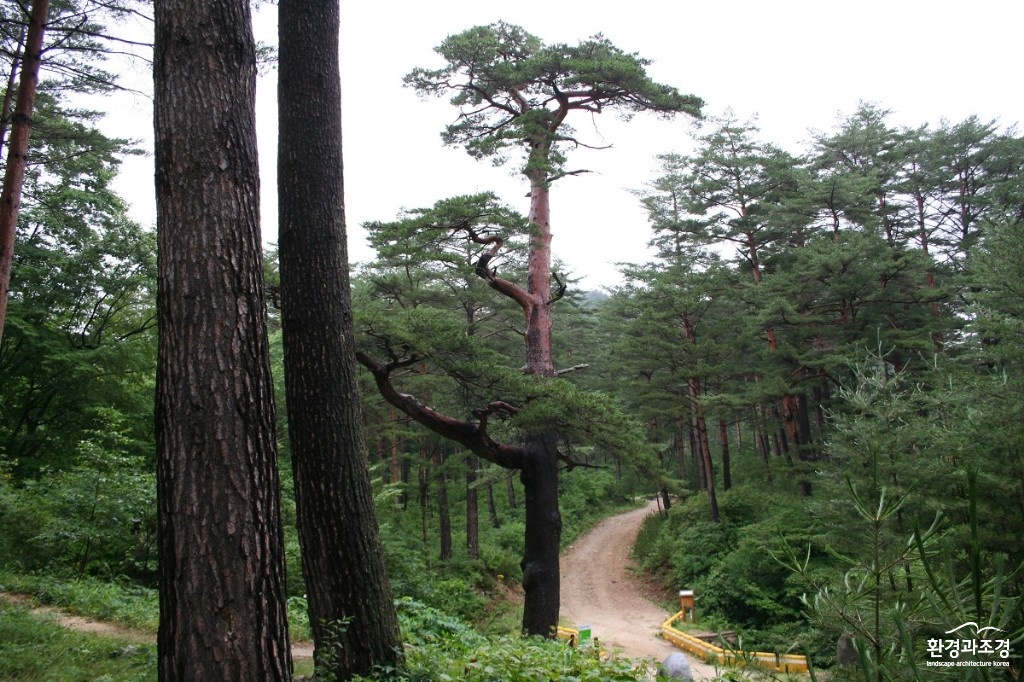 오백년소나무(사진=울진국유림관리소 제공).jpg
