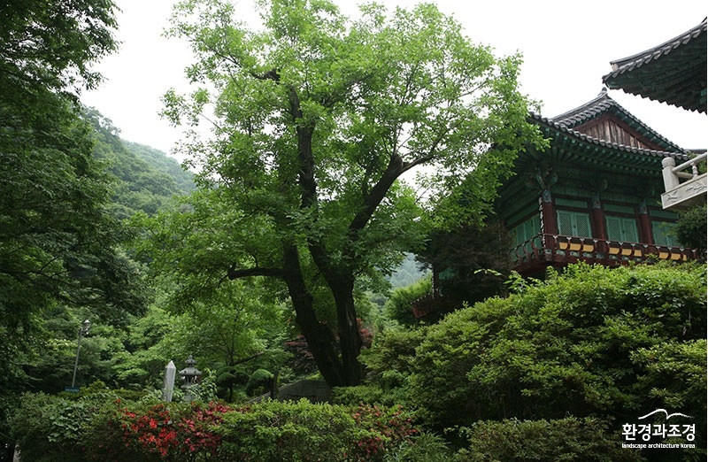 천연기념물 천안 광덕사 호두나무(사진=천안시 제공).jpg
