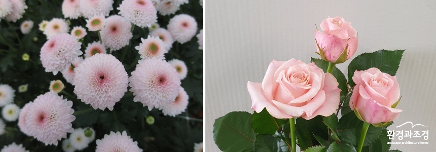 큐티버블 국화, 캐롤라인 장미.jpg