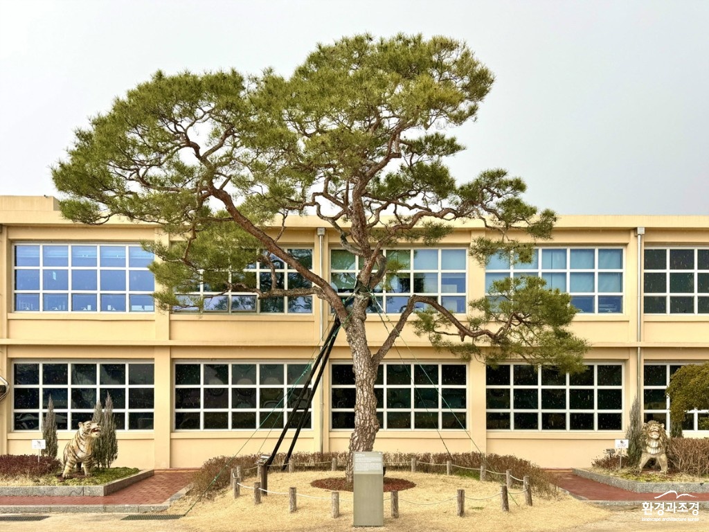 진주 K-기업가정신센터 부자소나무 경상남도 보호수 지정.jpg