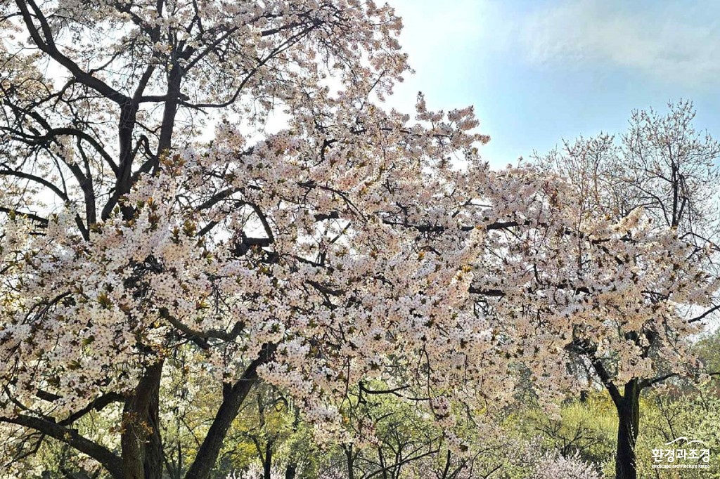 0411+오얏꽃+향기+맡고+역사+이야기+들으며+창덕궁의+자연유산+즐기기(붙임2).jpg