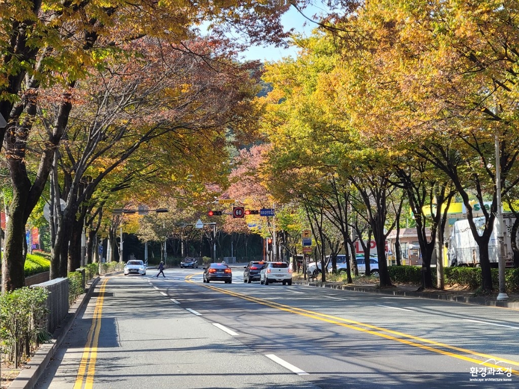 1. 울산 남산로 느티나무길.jpg