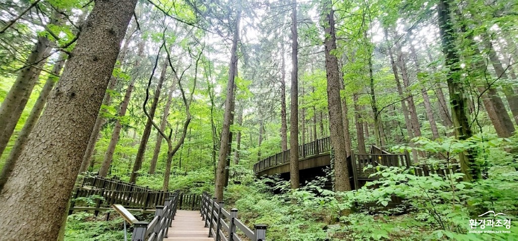 사진1.덕유산휴양림-독일가문비숲 데크로드.jpg
