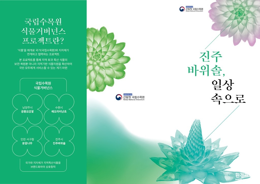 진주바위솔.jpg