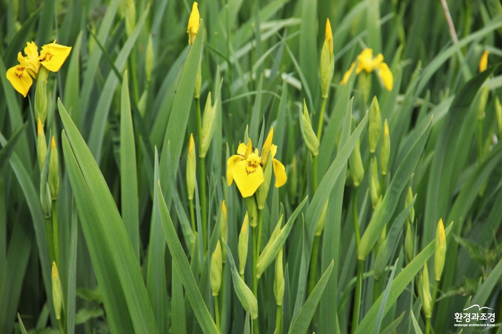 iris_yellow_flowers_flower_nature_garden_schwertliliengewaechs_spring-617711.jpg