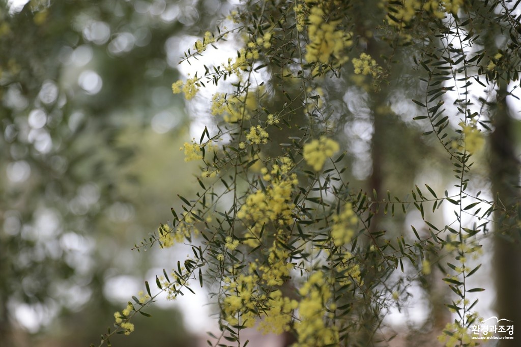 4. 가두리 아카시아 (Acacia fimbriata G.Don).jpg