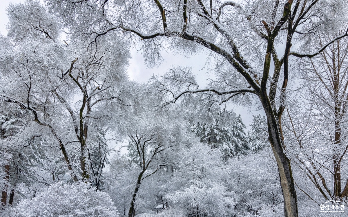 2025 Winter Magic, Korea National Arboretum (2).jpg