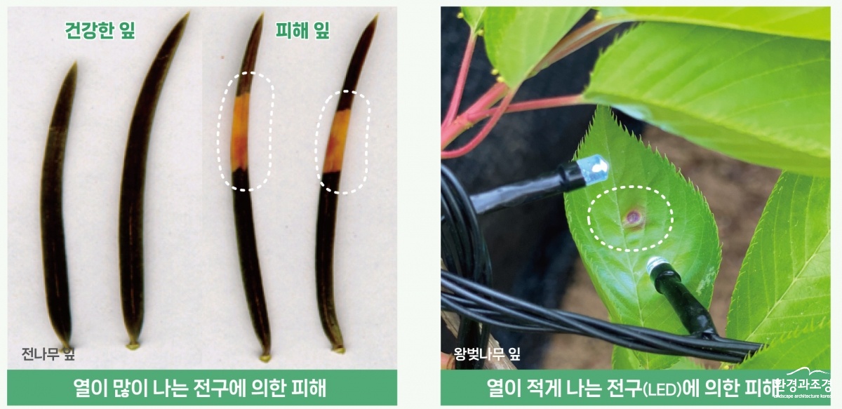 나무 장식전구 철거 비교.jpg