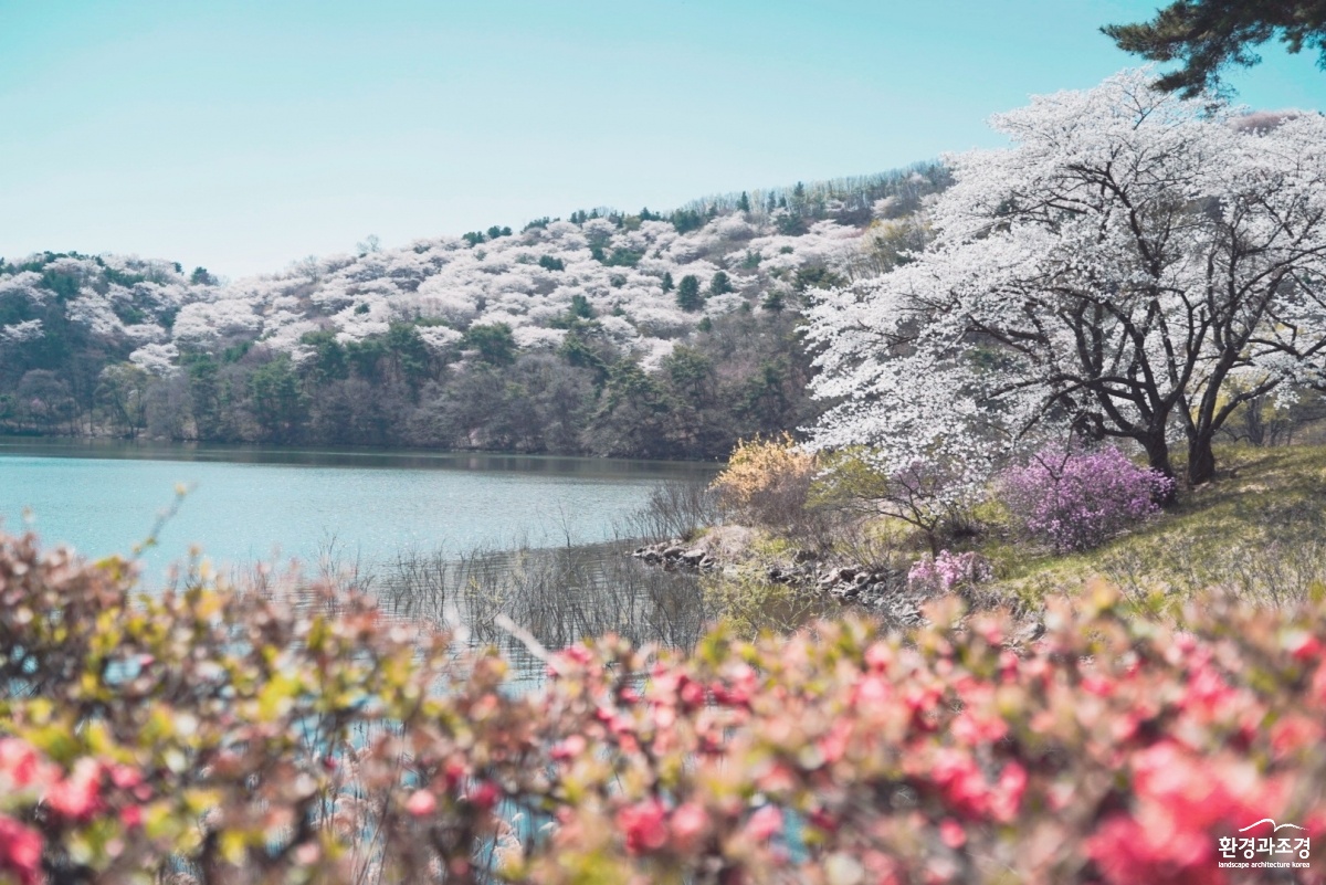 8. 벚꽃 절정 호암미술관 희원 앞산.jpg