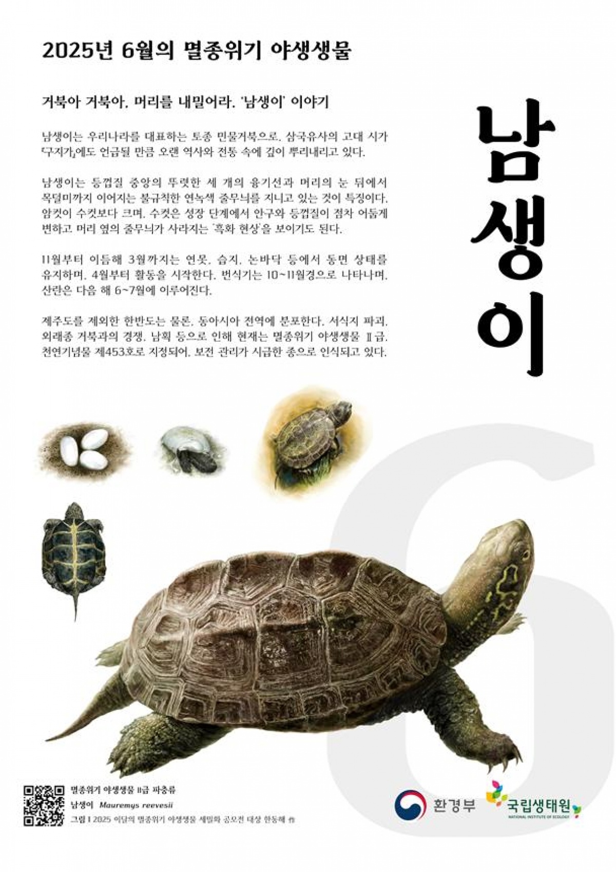 6월의 멸종위기 야생생물 남생이 포스터.jpg