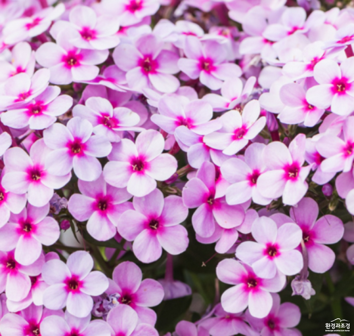 Phlox Early Lavender Pop.png
