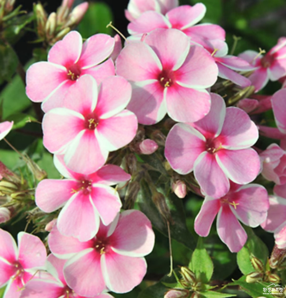Phlox Early Pink.png