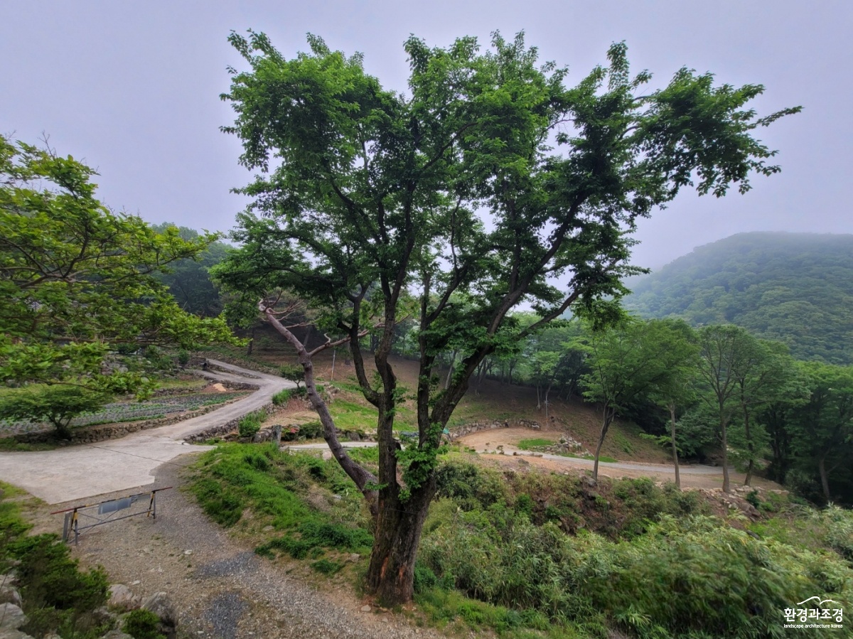 보호수(양산시산뽕나무)(2).jpg